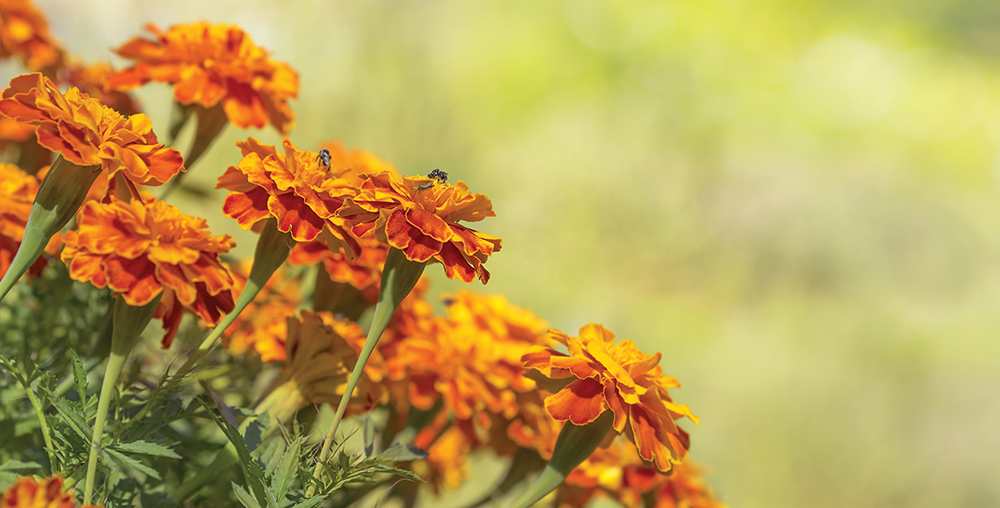 A bee on orange flowers.